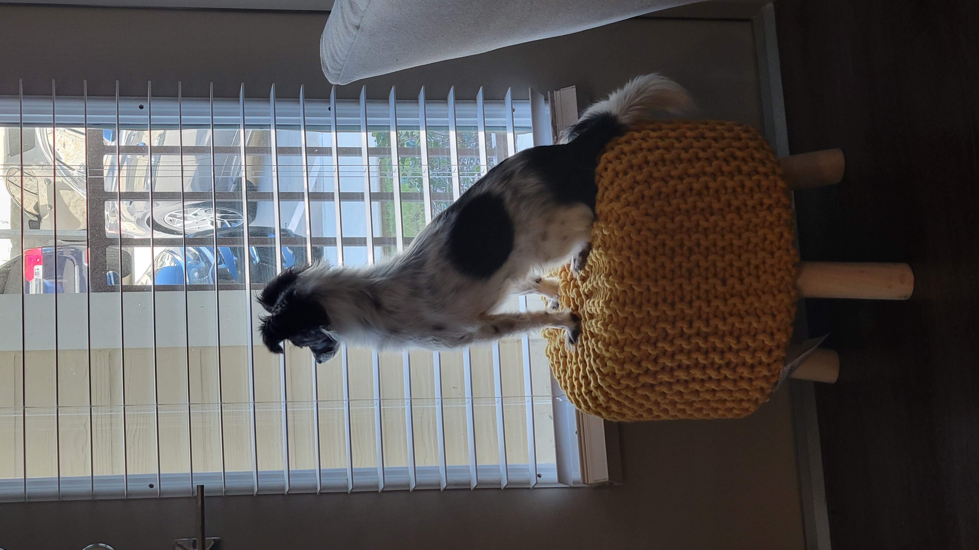 on watch duty - good girl!!!