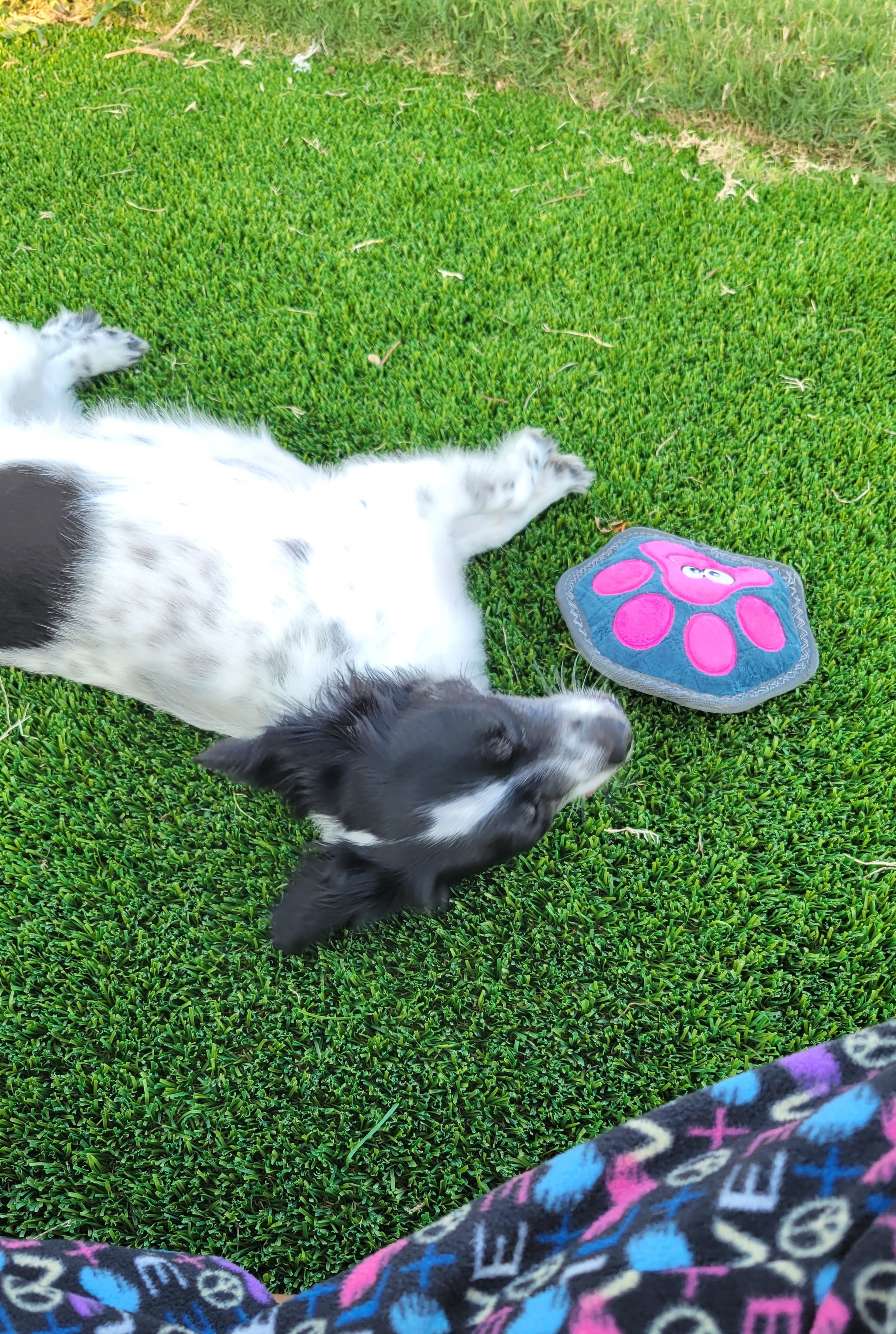 laying next to her favorite toy at the dog park