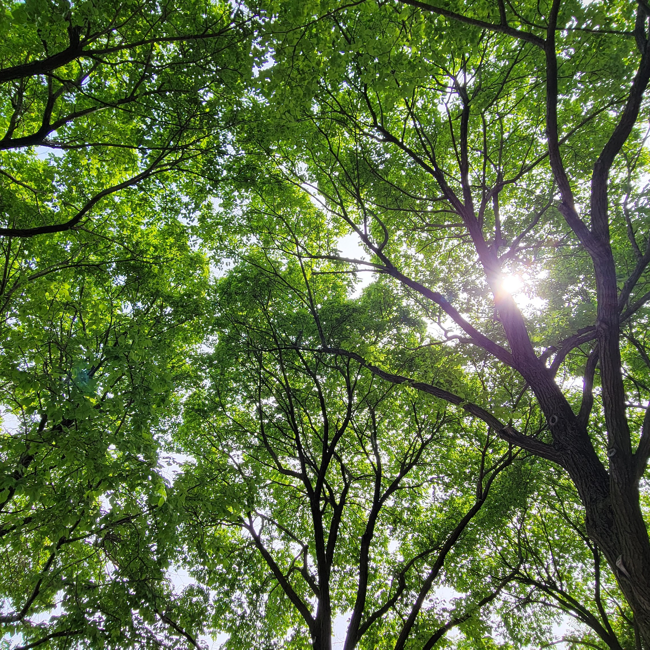 the sun shining between trees
