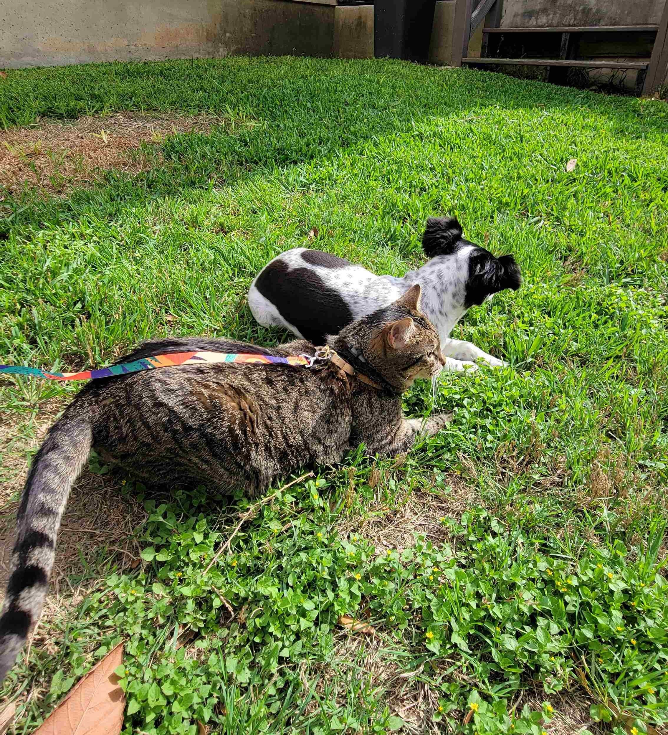 my dog willow and my sisters cat arya enjoying the spring weather
